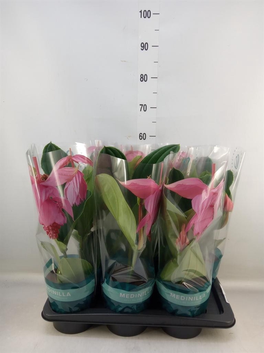 <h4>Medinilla magn. 'Flamenco'</h4>