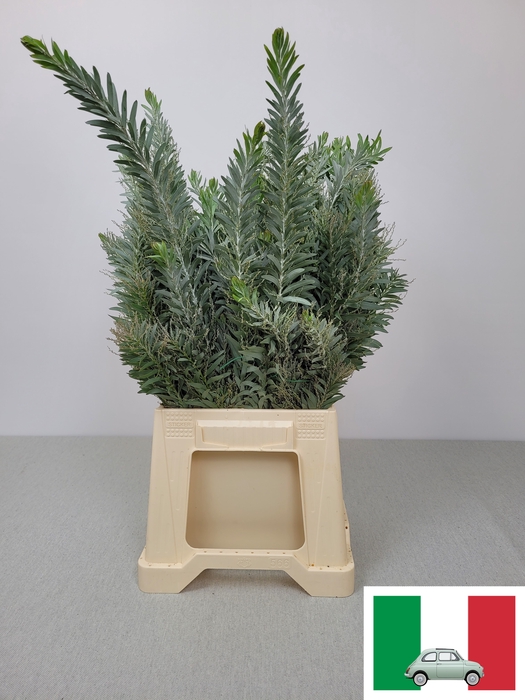 ACACIA MIMOSA LUNA d