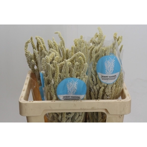 Amaranthus Yearming Desert