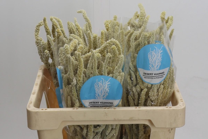 <h4>Amaranthus Yearming Desert</h4>