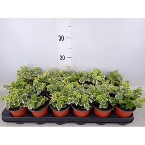 Hedera helix   ...mix 3