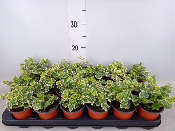 <h4>Hedera helix   ...mix 3</h4>