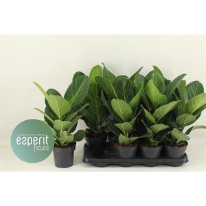 Ficus Benghalensis Audrey 14Ø 45cm 1pp