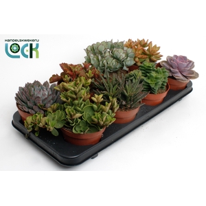 Succulenten Mix