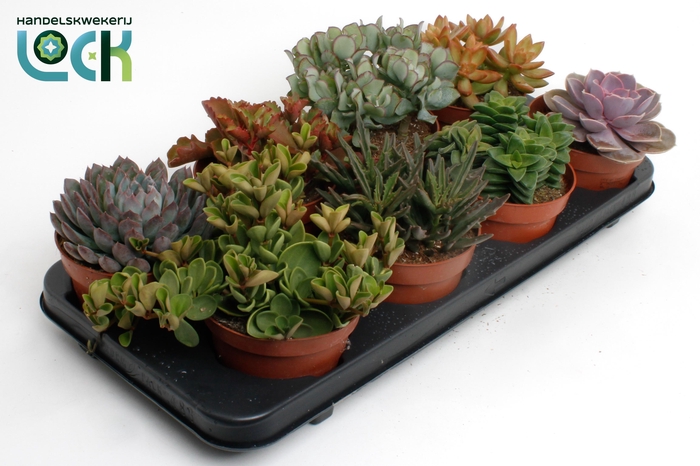 <h4>Succulenten Mix</h4>