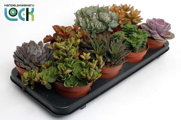 <h4>Succulenten Mix</h4>
