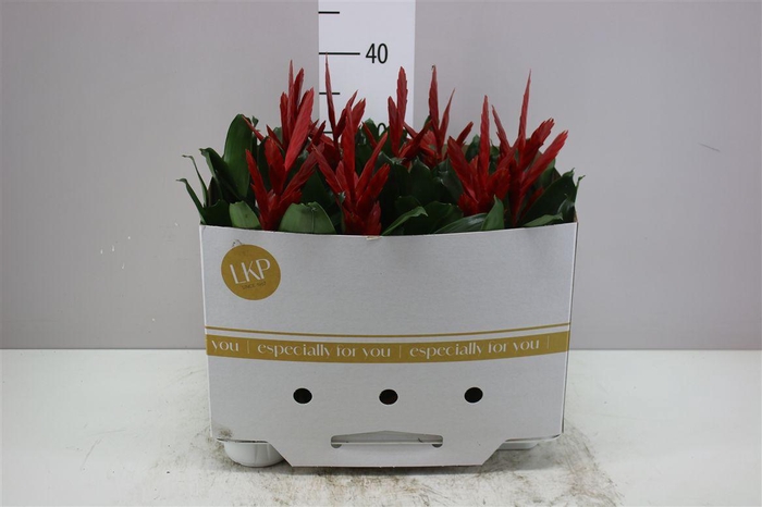 <h4>Vriesea Twinkle</h4>