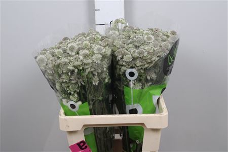 <h4>Astrantia major 'Billion Stars XL'</h4>