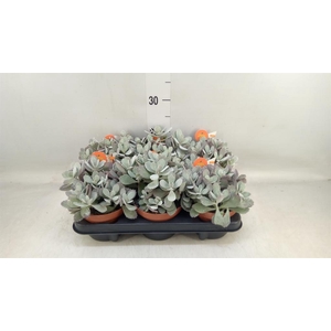 Kalanchoe NF pumila