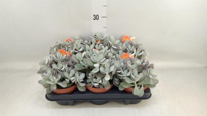 <h4>Kalanchoe NF pumila</h4>