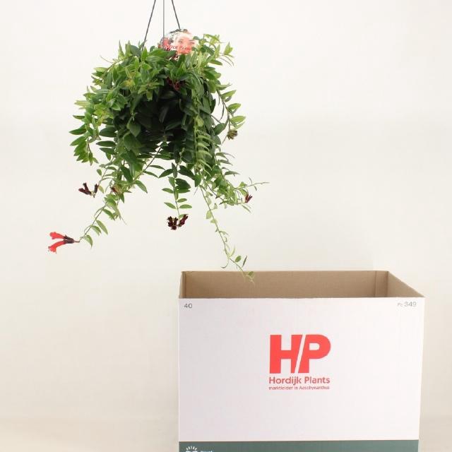 <h4>AESCHYN CARO IMP</h4>