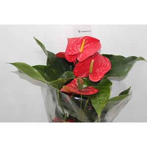 ANTHURIUM MICHIGAN P17 PREMIUM