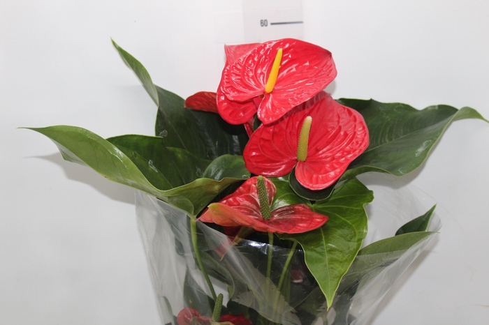 <h4>ANTHURIUM MICHIGAN P17 PREMIUM</h4>