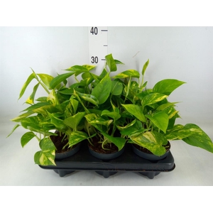 Epipremnum pinn. 'Hicolor'