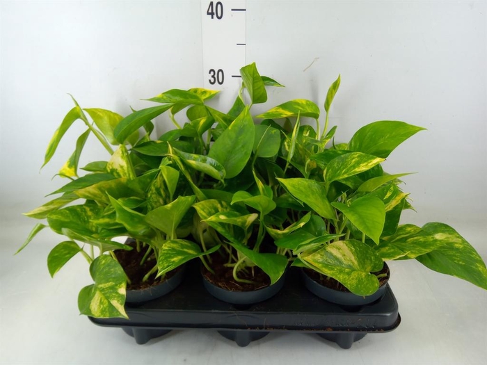 <h4>Epipremnum pinn. 'Hicolor'</h4>