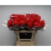 Leuco Waxed Hot Red