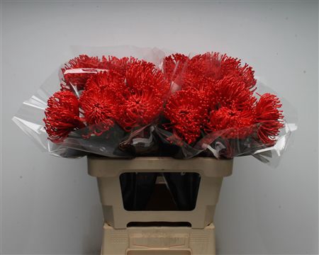 <h4>Leuco Waxed Hot Red</h4>