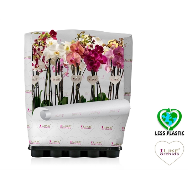 <h4>Phalaenopsis mix - 2 tak 80cm (Less Plastic)</h4>