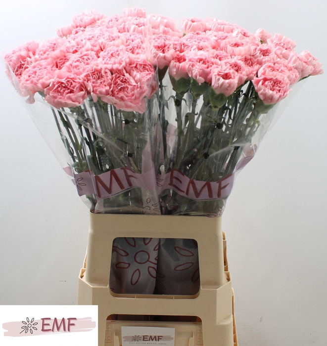 <h4>DI ST JULIA</h4>