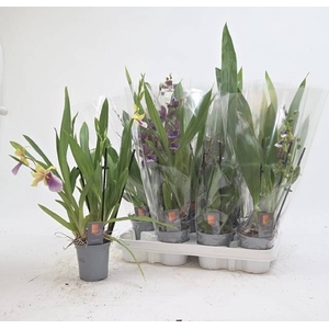ORCHIDEEEN GEM