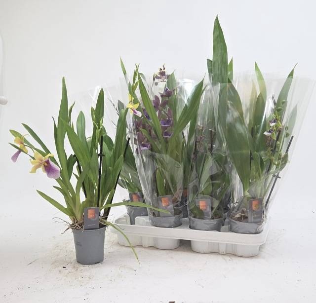 <h4>ORCHIDEEEN GEM</h4>