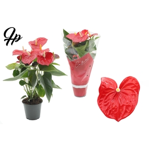 Anthurium 12 cm Everio in Couture sleeve