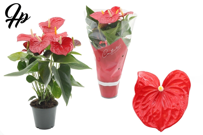 <h4>Anthurium 12 cm Everio in Couture sleeve</h4>
