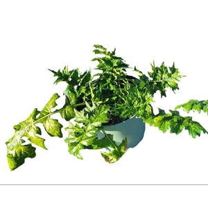 Acanthus Mollis White Lips