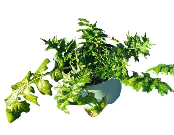 <h4>Acanthus Mollis White Lips</h4>