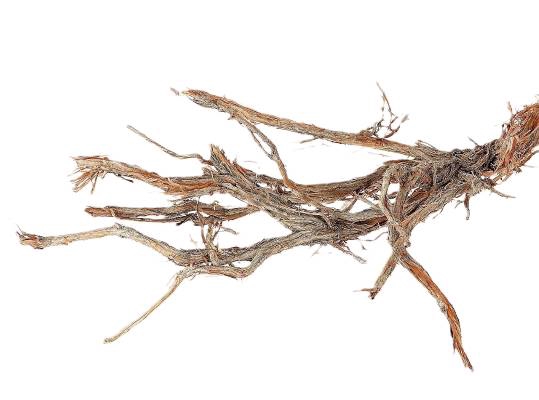 <h4>Branch Ghostwood H120</h4>