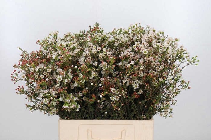 <h4>Chame Un Ella</h4>