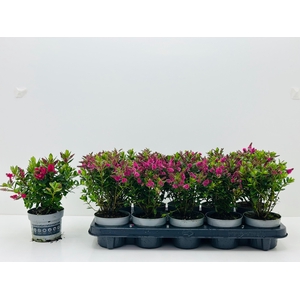 HEBE ALL BLOOMS GEM