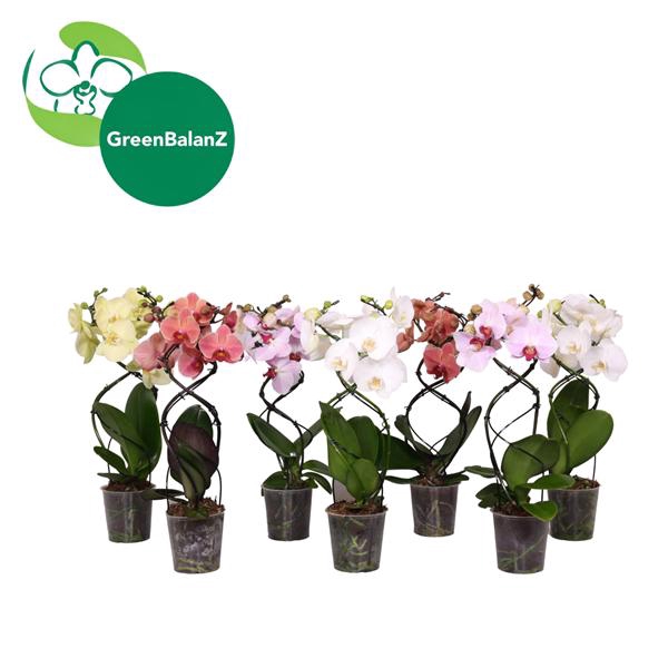 <h4>ShapeZ - Phalaenopsis TwisterZ Mix 2t 14+/50</h4>