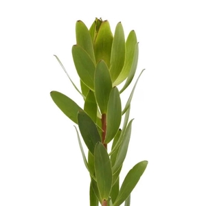 Leucadendron Goldstrike Green