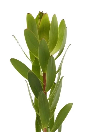 Leucadendron Goldstrike Green