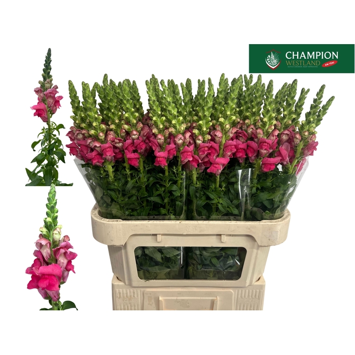 <h4>Antir Poto Cher Rose</h4>
