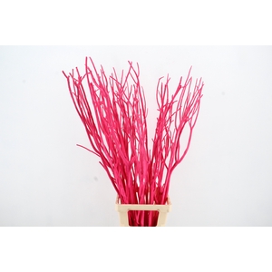 Mitsumata Flock Pink Bs(3)