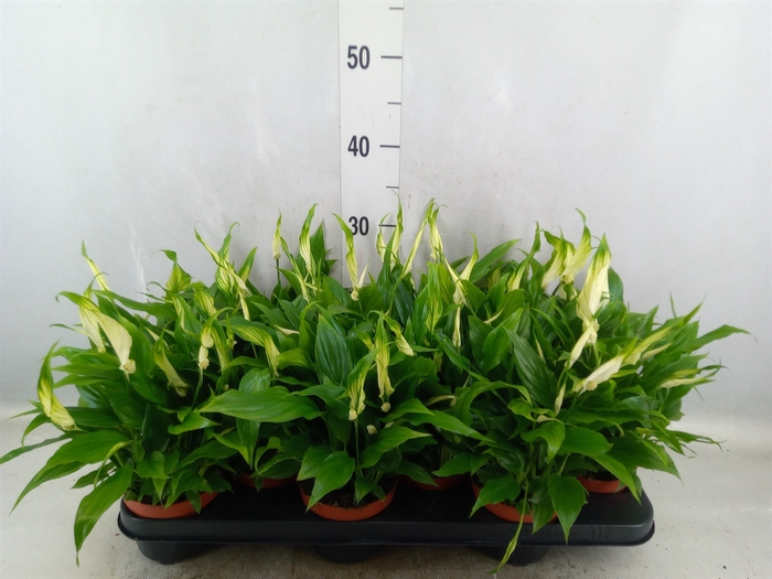 <h4>Spathiphyllum  'Chopin'</h4>