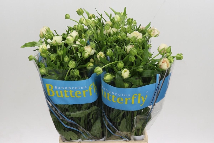 Ranunculus Butterfly Ariadne