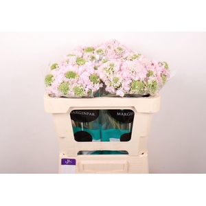 SCABIOSA ATROP. 'FRENCHVAN BONBON'