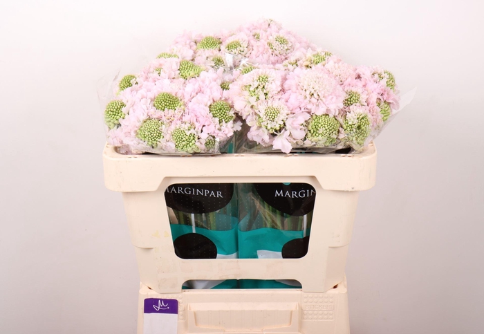 <h4>SCABIOSA ATROP. 'FRENCHVAN BONBON'</h4>