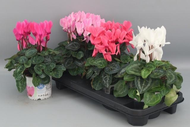 <h4>CYCL GR SUP XL</h4>