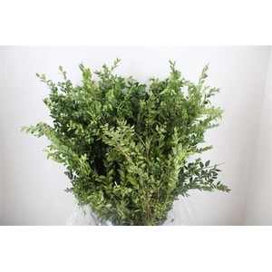Buxus Green P Bunch
