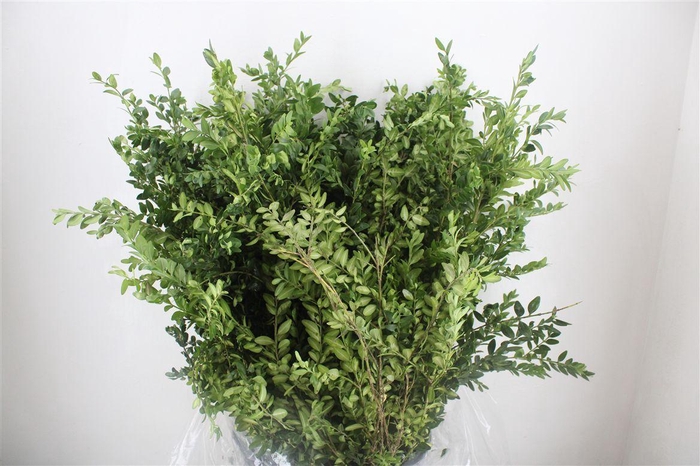 <h4>Buxus Green P Bunch</h4>