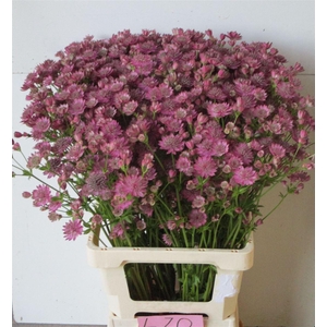 Astrantia Star Of Promise