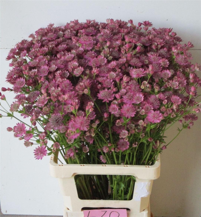 <h4>Astrantia Star Of Promise</h4>