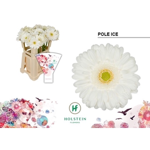 Gerbera Pole Ice Water x40