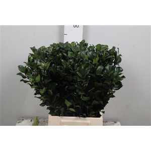 Ilex Bl M Blu Prince