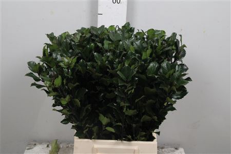 <h4>Ilex Bl M Blu Prince</h4>