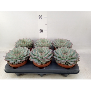Echeveria pulidonis 'Sky Pearl'